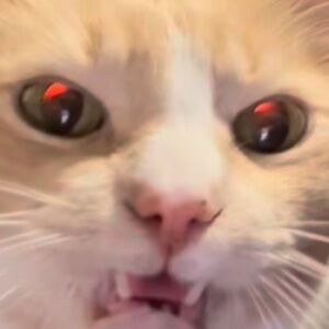 Meet your Posher, Mandy